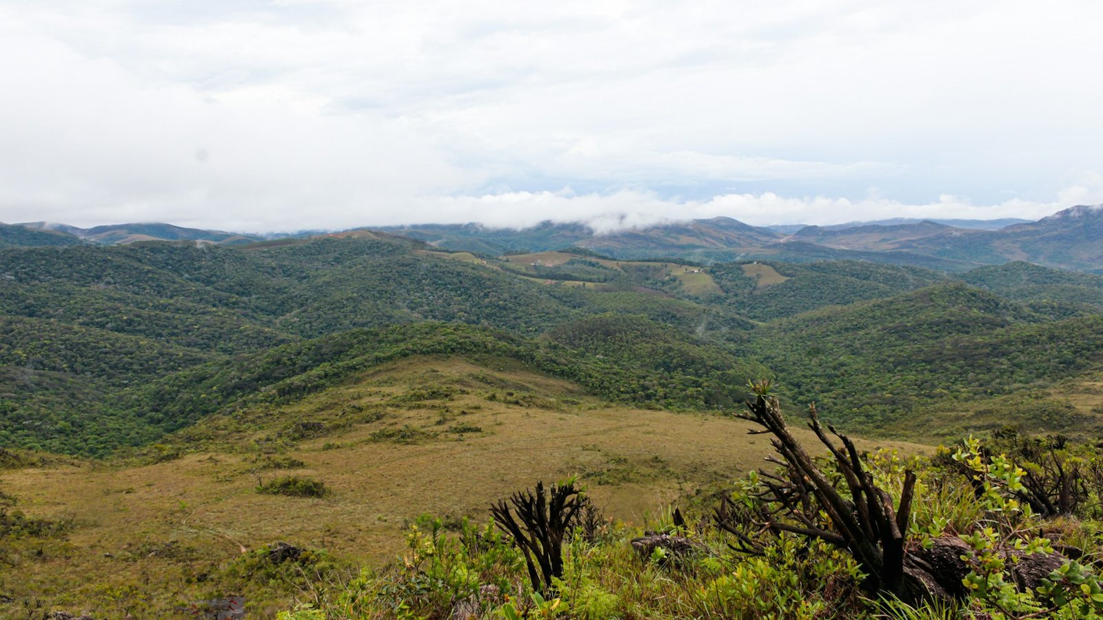 The Brazilian Carbon Frontier: Scaling Integrity in 2026
