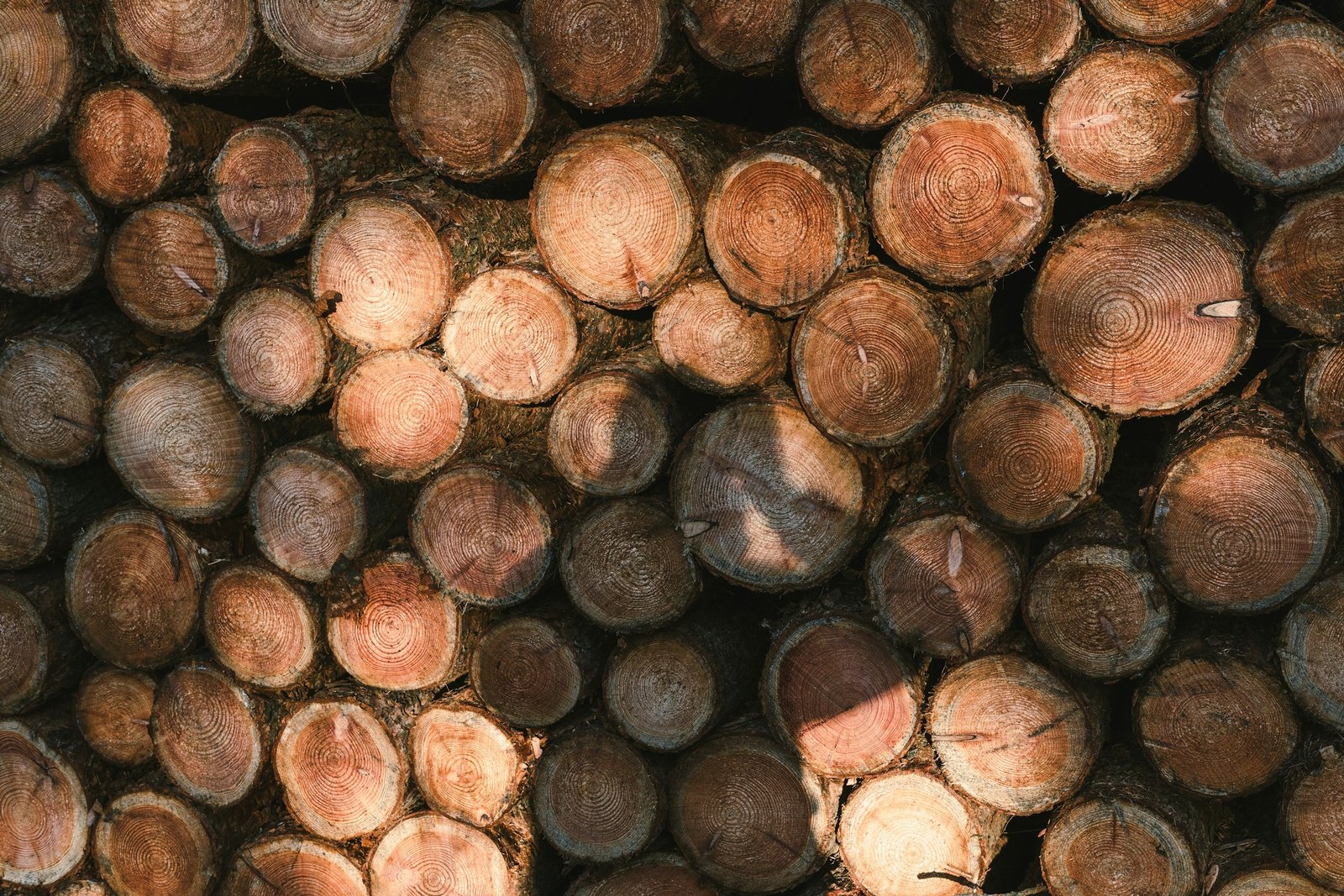 Title: Decarbonizing the Wood-Based Panel Industry: On-Site MDF Dust Valorization via Biomass CHP